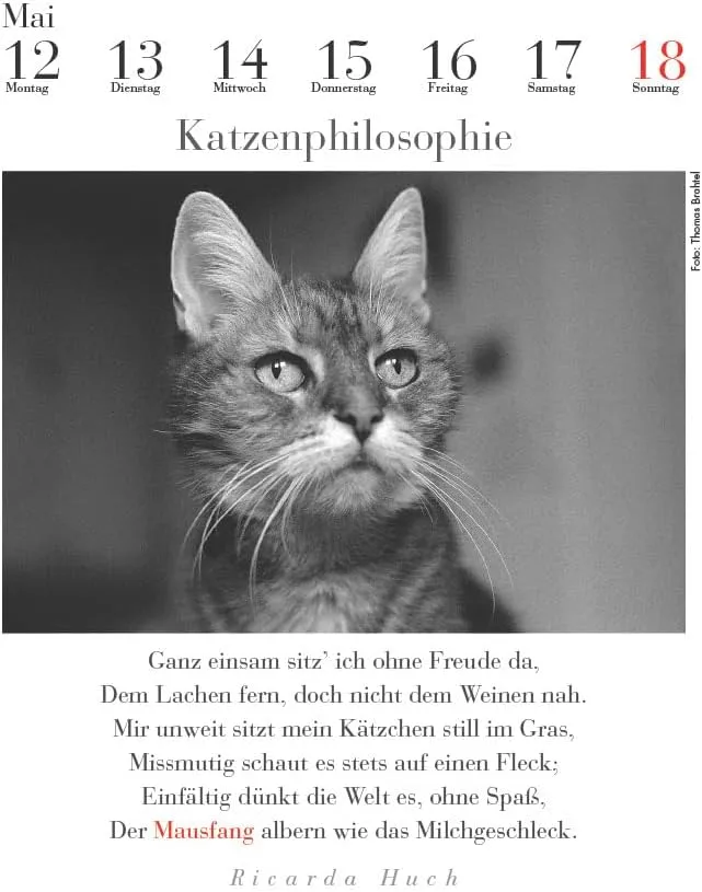 Der literarische Katzenkalender 2025 - DAS ORIGINAL