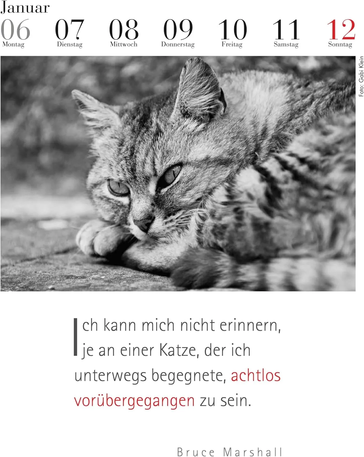 Der literarische Katzenkalender 2025 - DAS ORIGINAL