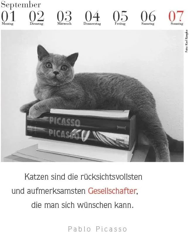 Der literarische Katzenkalender 2025 - DAS ORIGINAL