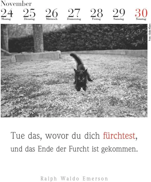 Der literarische Katzenkalender 2025 - DAS ORIGINAL